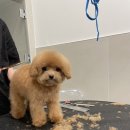 도그메종 이미지