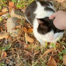 몬테비얀코 이미지