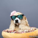 멍멍펫스토어 이미지