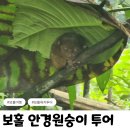 나무안경 | 보홀 육지투어 안경원숭이 입장료 내돈내산 후기