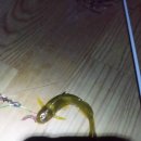 방갈로펜션 이미지