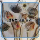 천심련의 놀라운 효능과 효과, 그 진실은? 이미지