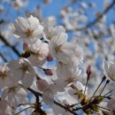 도두리공원 | [인천 벚꽃 명소] 서운체육공원 벚꽃 만개 실시간(2026.4.4) 계양 서부천 벚꽃길