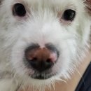 화성시정신건강복지센터(마도분소) | [반려견, 사지말고 입양하세요!] 경기도 도우미견 나눔센터