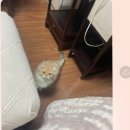 브리돌스 이미지