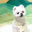 우주펫애견미용 이미지