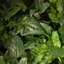 매대농장 이미지