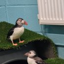 토론토 동물병원 | [공지] 금주 최고의 야생동물 사진: 퍼핀의 브로맨스, 볼 빨간 거북이들, 새끼 거위들