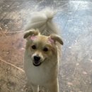 슈가 펫살롱 이미지