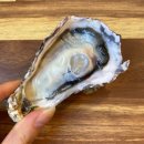 『잘떳다 산오징어 본점』 겨울 제철 생석화 석화찜 맛집 대구 태전동 횟집