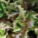 신선마트 이미지