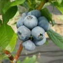 희석농장 이미지