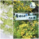 돌배나무 세그루 이미지