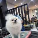 원애견샵 이미지