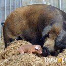 최재용농장 이미지