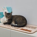 펫사랑동물병원 이미지