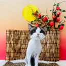 조아하멍 이미지