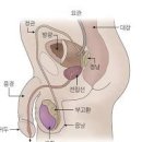 남성호르몬 남성성기능개선 남성갱년기영양제 이미지