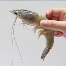 새우일 산소 쇼핑하우