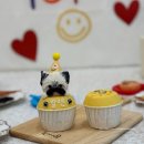 밤밤 애견유치원 이미지