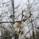 수양공원2(게이트볼장) | [서울 창동] 수양벚꽃 숨은 명소 <초안산근린공원> 봄풍경