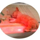 뉴월드 동물병원 이미지