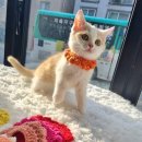 일산고양이분양 라라캣츠 이미지