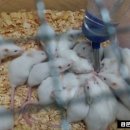 월야농장 | 람문농장 마우스 후기 - 냉동마우스 핑키 하퍼 알비노마우스 / 월공일기님