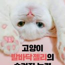 고양이 발바닥 이미지