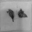 Dr. 오즈 동물병원 이미지