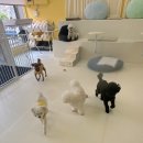 몽라이크(monglike) 이미지