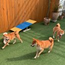 킨더퍼피 이미지