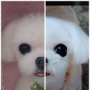 쁘띠댕댕 이미지