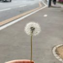 쇼핑올래