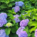 한강시민공원(등수국터널 1) | [구리] 구리한강시민공원 / 수국만발한 아름답고 조용한 한강공원, 서울 근교 수국 명소 추천