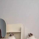 로지 데이즈