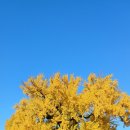 홍산객사 은행나무 이미지