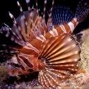 lionfish.jpg 이미지