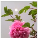 모란 - 전주시 완산구 오목대길 75-6 | 모란