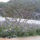 은실농장 이미지