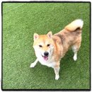 아이조아요양보호소 대구점 | 일산강아지파양 안락사없는 보호소에 맡겼어요