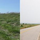 석문호변 왕벚나무 이미지