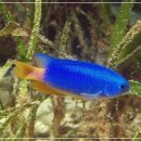 은빛물고기 이미지