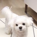 솔샘펫 이미지