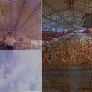 양계장농장 이미지