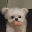 부자막창뒷고기 | 맛집] 얼마나 맛있으면 뒤로 빼돌려먹니? 대구 달서구 맛집 '부자막창뒷고기' 위치, 가격, 리뷰 ( 후기 )