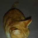 꽃냥이네 이미지