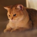 애월캐터리 이미지