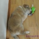 세브란스 동물병원 이미지