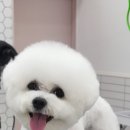 리치펫살롱 이미지